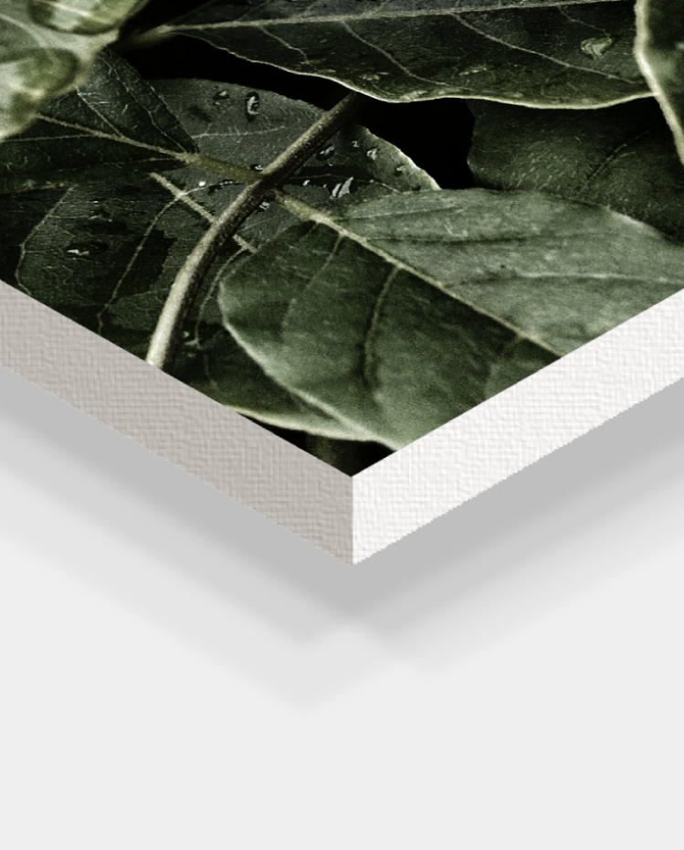 beautifully sharp prints Forex