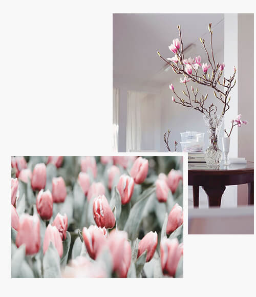 Frühling flowers