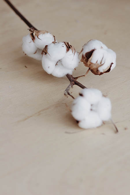 Cotton