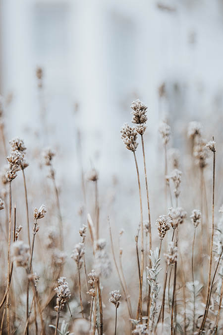 Field Flowers