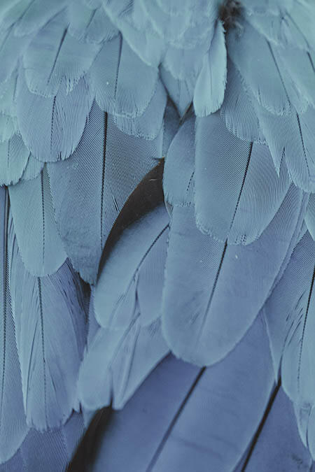 Feathers