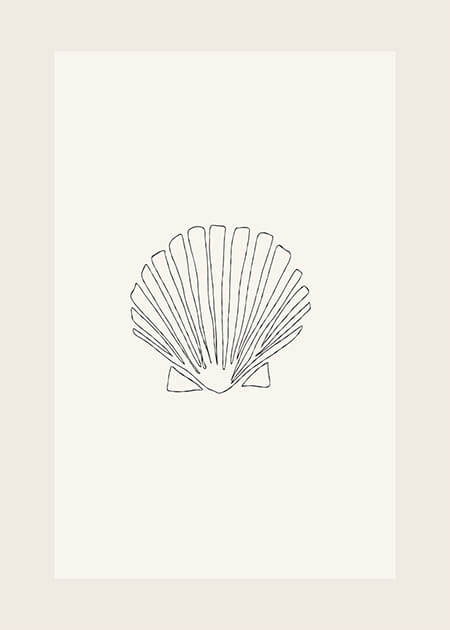 White Sea Shell