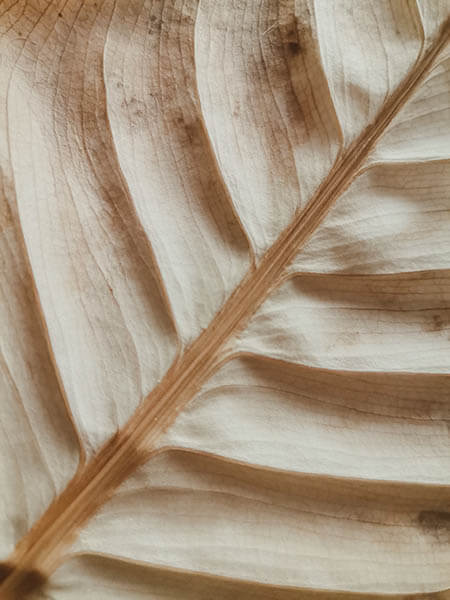 Leaf