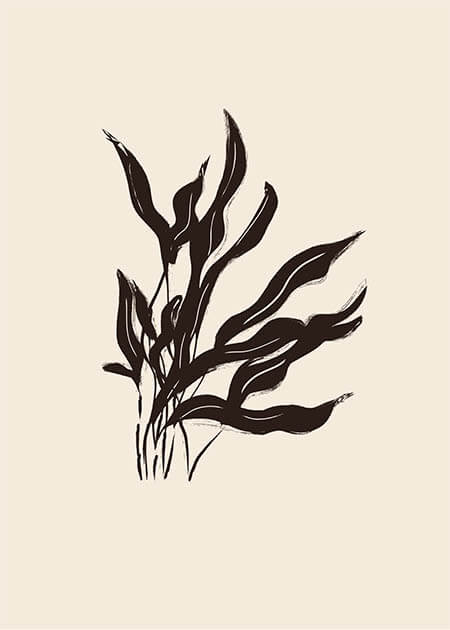 Seaweed Black