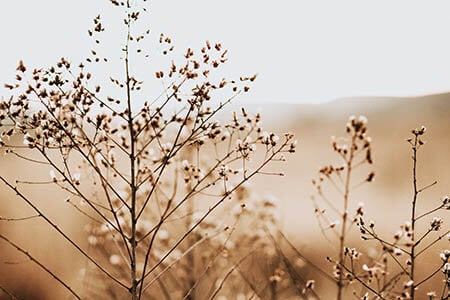 Baby's Breath Flowers