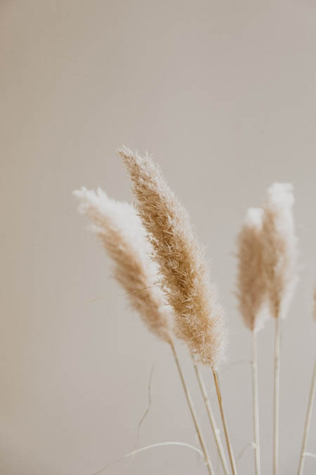 Pampas Grass